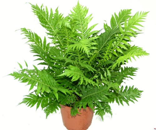 Nephrolepis. rozmnožovanie