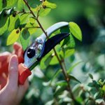 Prunus Peeling Prunus Peeling