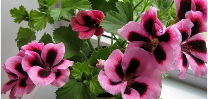 Pelargonium kvet
