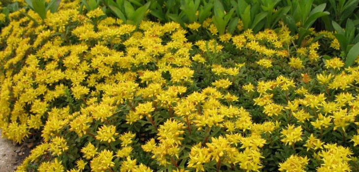 Čistenie, Sedum, zajačika! Pestovanie sukulentov v kvetinovej záhrade a na parapete