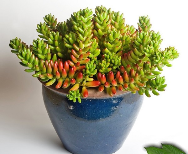 Čistenie, Sedum, zajačika! Pestovanie sukulentov v kvetinovej záhrade a na parapete