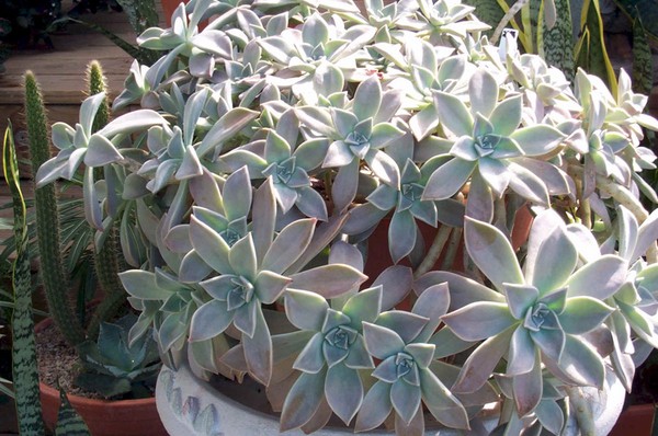 Čistenie, Sedum, zajačika! Pestovanie sukulentov v kvetinovej záhrade a na parapete