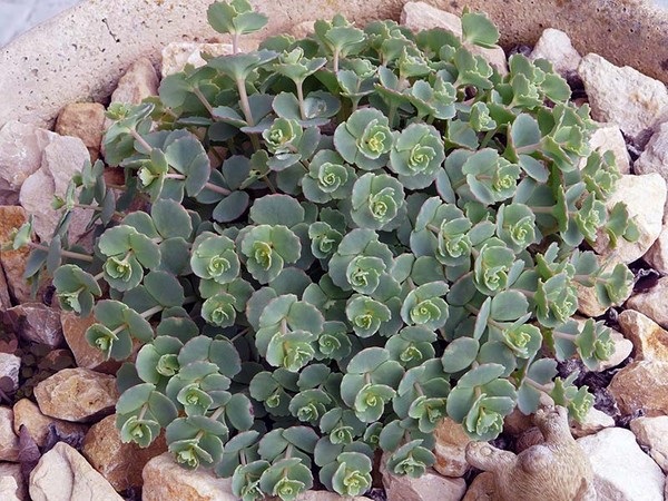 Čistenie, Sedum, zajačika! Pestovanie sukulentov v kvetinovej záhrade a na parapete