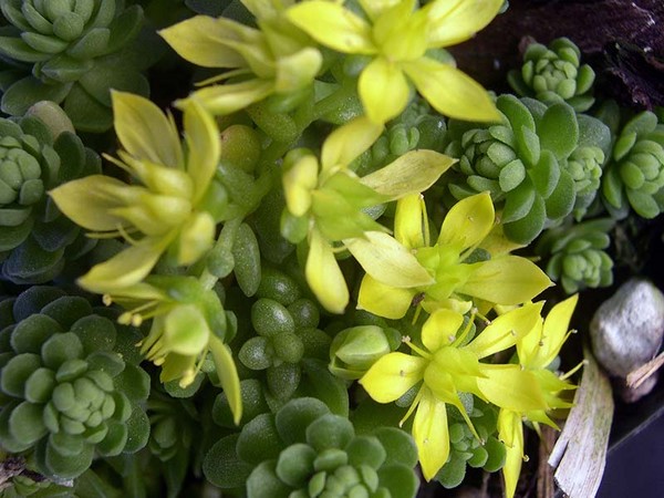 Čistenie, Sedum, zajačika! Pestovanie sukulentov v kvetinovej záhrade a na parapete