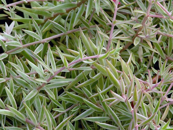 Čistenie, Sedum, zajačika! Pestovanie sukulentov v kvetinovej záhrade a na parapete
