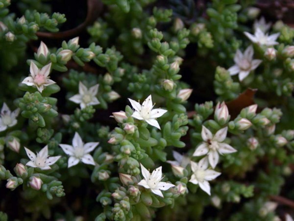 Čistenie, Sedum, zajačika! Pestovanie sukulentov v kvetinovej záhrade a na parapete