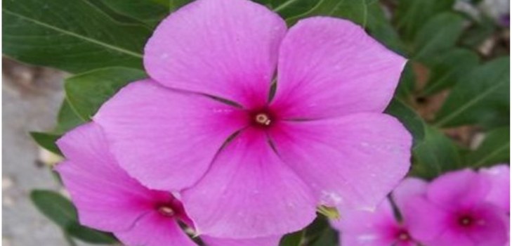 kvetinové periwinkle