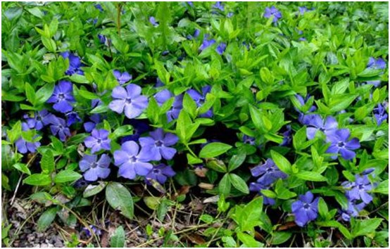 kvety periwinkle