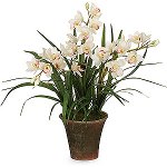 Orchid Cymbidium: starostlivosť a obsah