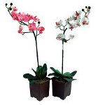 Orchidea nekvetú: čo robiť?