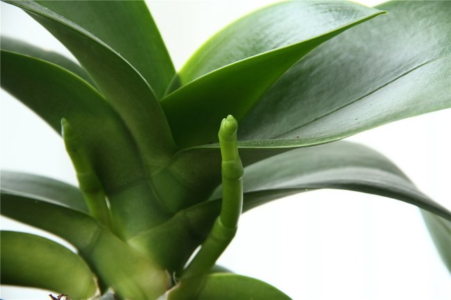 Orchidea nekvetú: čo robiť?