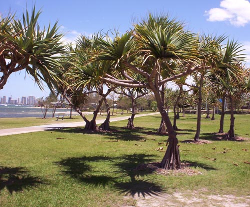pandanus