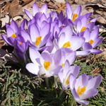 Primroses na záhrade