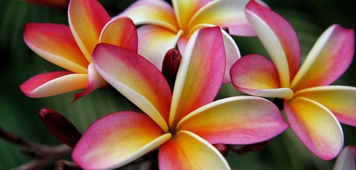 Plumeria: fotografie a starostlivosť doma