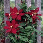 Výsadba Clematis Výsadba Clematis