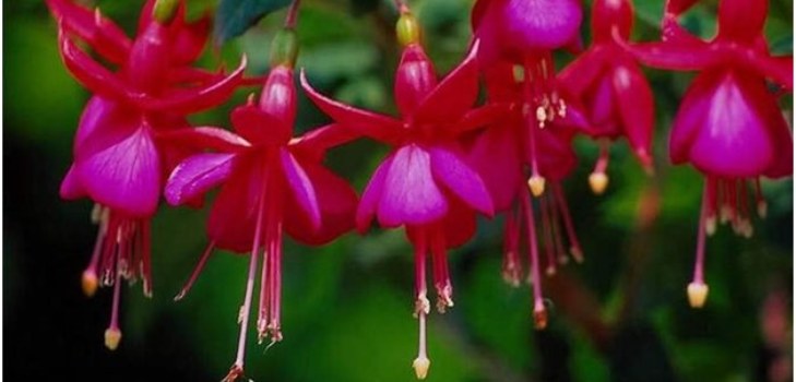 kvety fuchsie