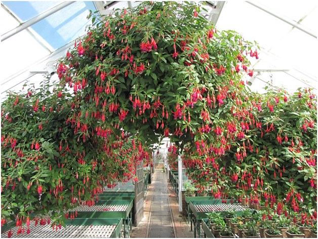 fuchsia v skleníku