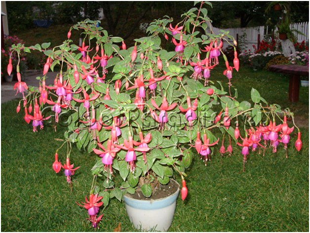 fuchsia vo vani