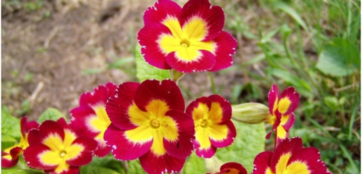 kvety primrose