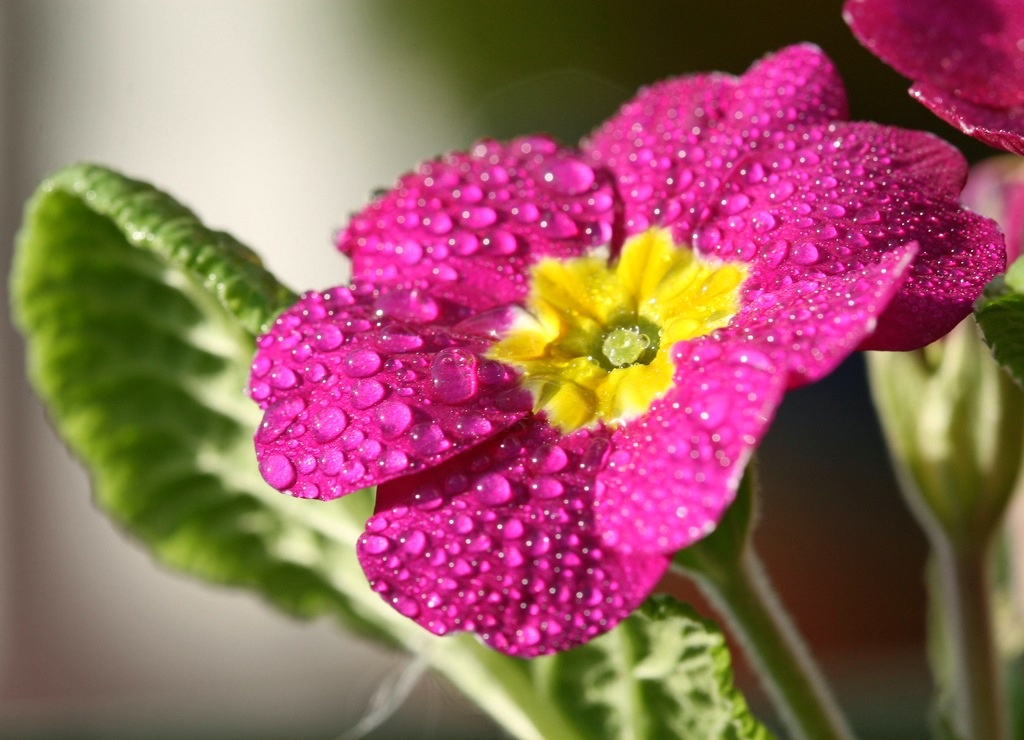 primrose kvetina