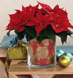 Poinsettia: Vianočná hviezda Poinsettia: Vianočná hviezda
