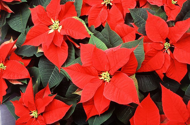 Poinsettia: Vianočná hviezda