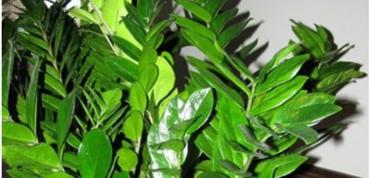 listy zamioculature