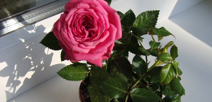 Rose doma: starostlivosť a obsah Rose doma: starostlivosť a obsah