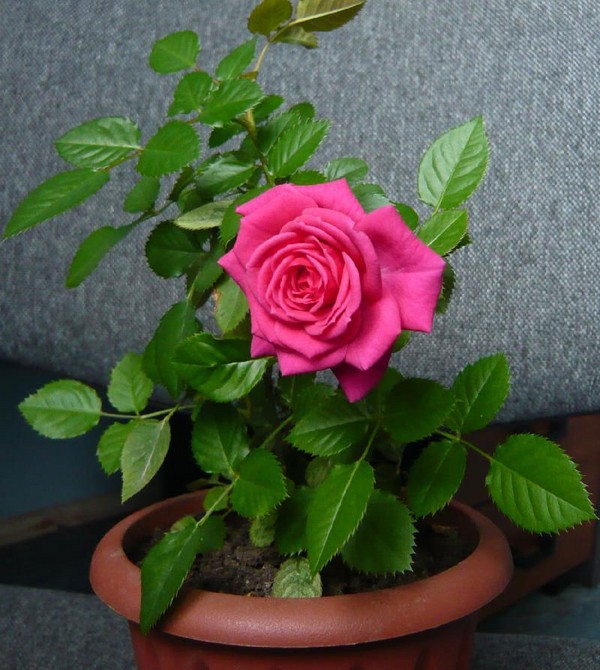 Rose doma: starostlivosť a obsah Rose doma: starostlivosť a obsah