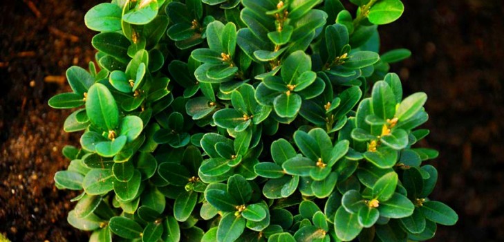 Boxwood - stále zelená výzdoba pre záhradu a okenný parapet