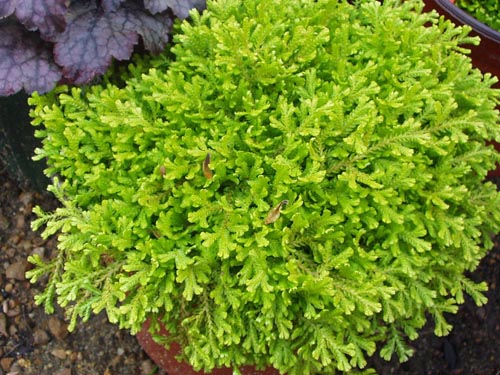 Selaginella: druhy