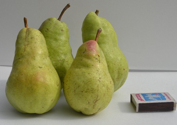 Najlepšie druhy hrušiek - popisy, výsadba a starostlivosť, foto