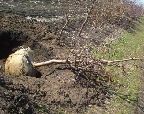 Likbez na odrodách broskýň. Pre strednú zónu Ruska, región Moskva, Krym, Kubán