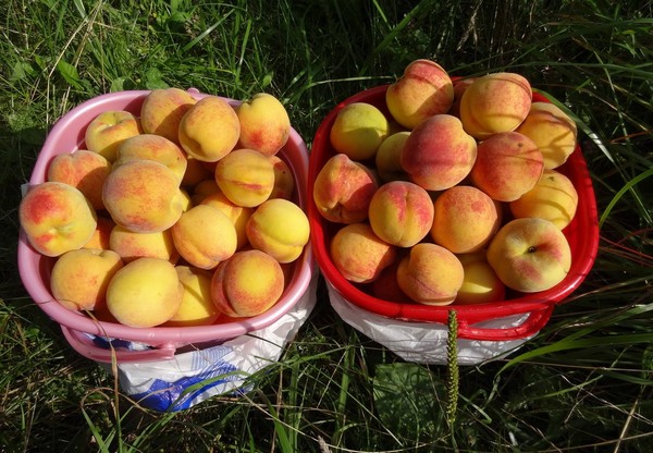 Likbez na odrodách broskýň. Pre strednú zónu Ruska, región Moskva, Krym, Kubán