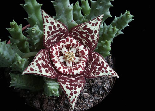 Stapelia: fotografie a starostlivosť doma