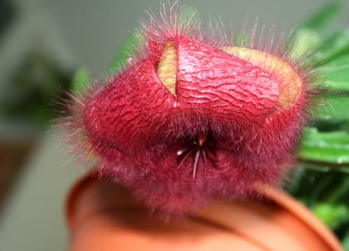 Stapelia: starostlivosť doma, krásne kvetinové fotografie