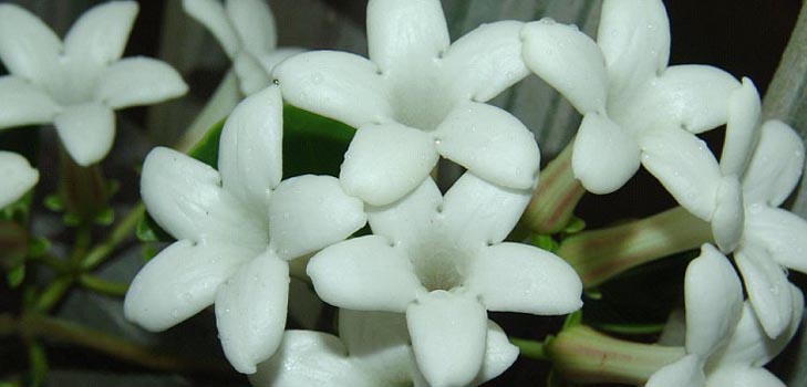 Stephanotis: starostlivosť a fotografia