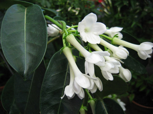 Ako sa starať o stephanotis Floribundy
