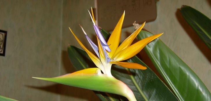 Strelitzia royal: fotografia a starostlivosť doma