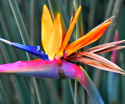 Strelitzia: fotografie a starostlivosť doma