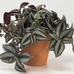 Tradescantia: popis a starostlivosť Tradescantia: popis a starostlivosť