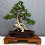 Starostlivosť o bonsai