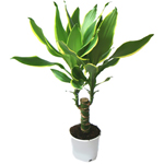 Starostlivosť o dracaena Starostlivosť o dracaena