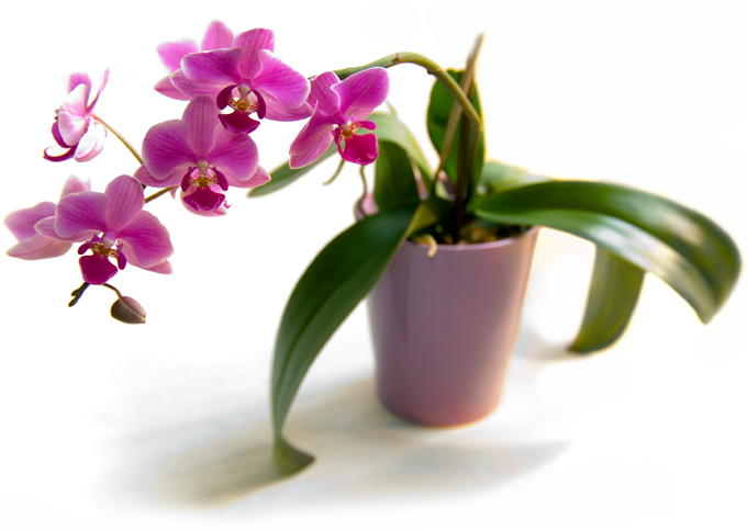 Starostlivosť o orchidey doma