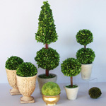 Starostlivosť o topiary Starostlivosť o topiary