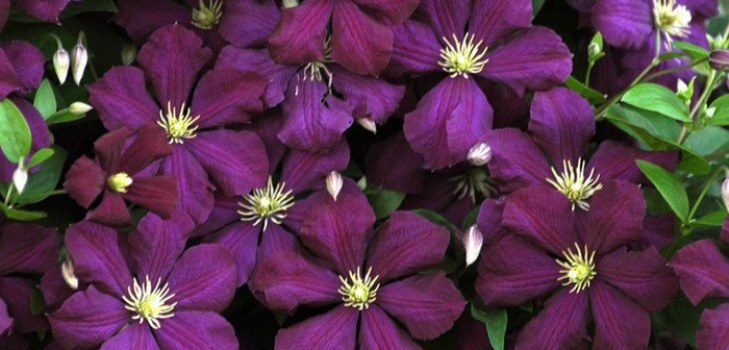 Clematis kvety