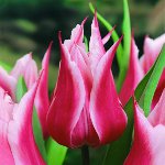 Pestovanie tulipánov na záhrade
