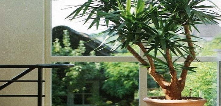 Yucca doma: starostlivosť a reprodukcia