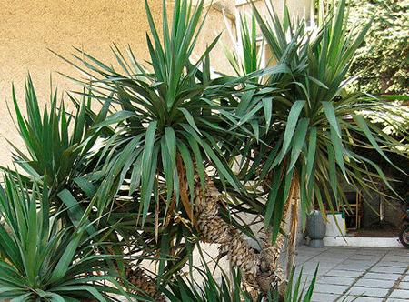Yucca doma: starostlivosť a reprodukcia
