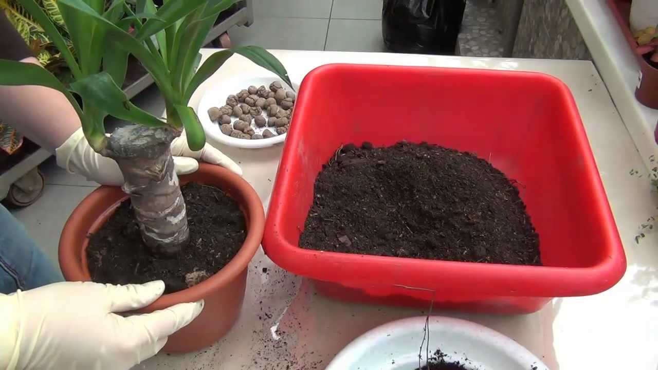 Yucca doma: starostlivosť a reprodukcia